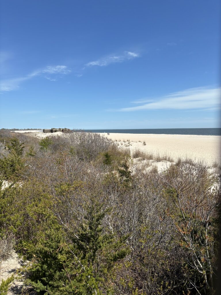 a landscape with trees and bushes (MyCoast AI)