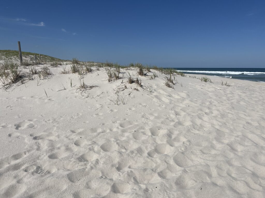 a sandy beach with bushes and sand (MyCoast AI)