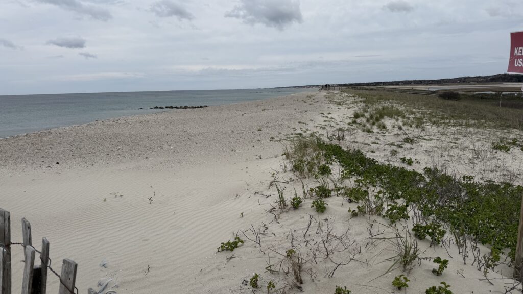 a sandy beach with plants and water (MyCoast AI)