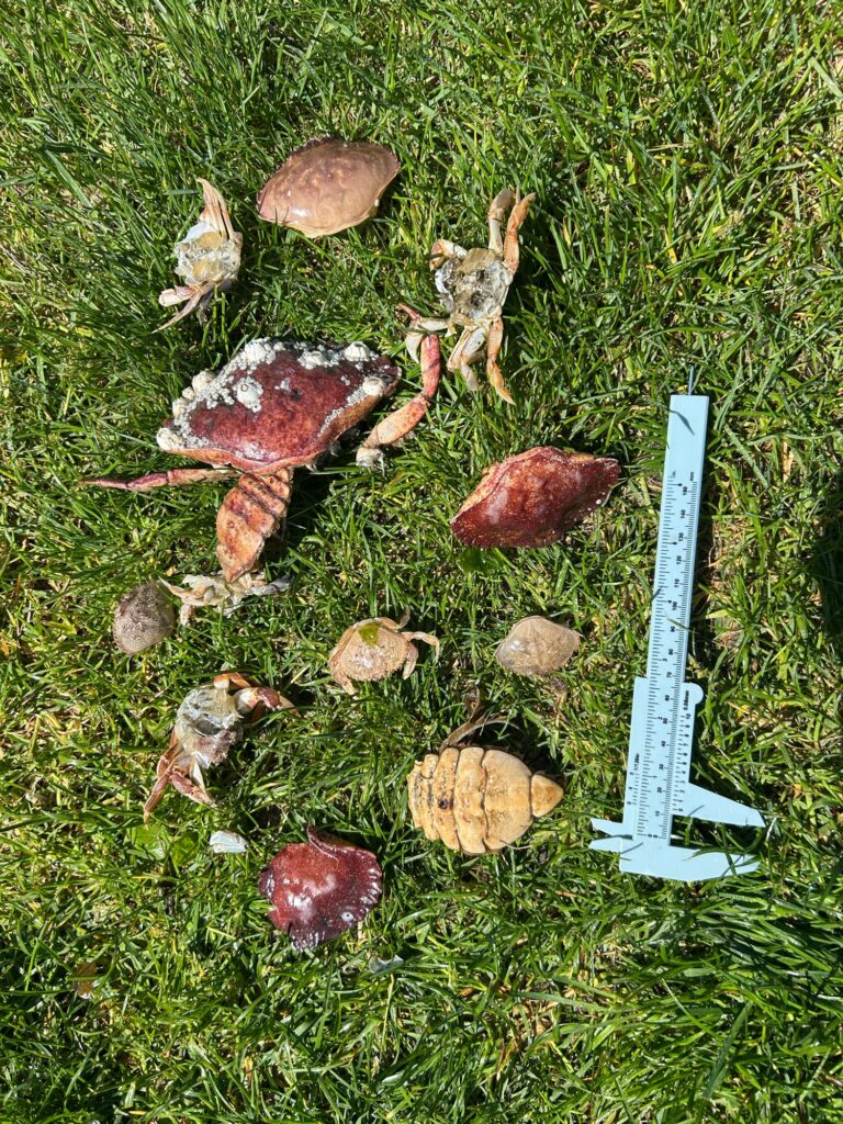 a group of mushrooms and a knife on grass (MyCoast AI)
