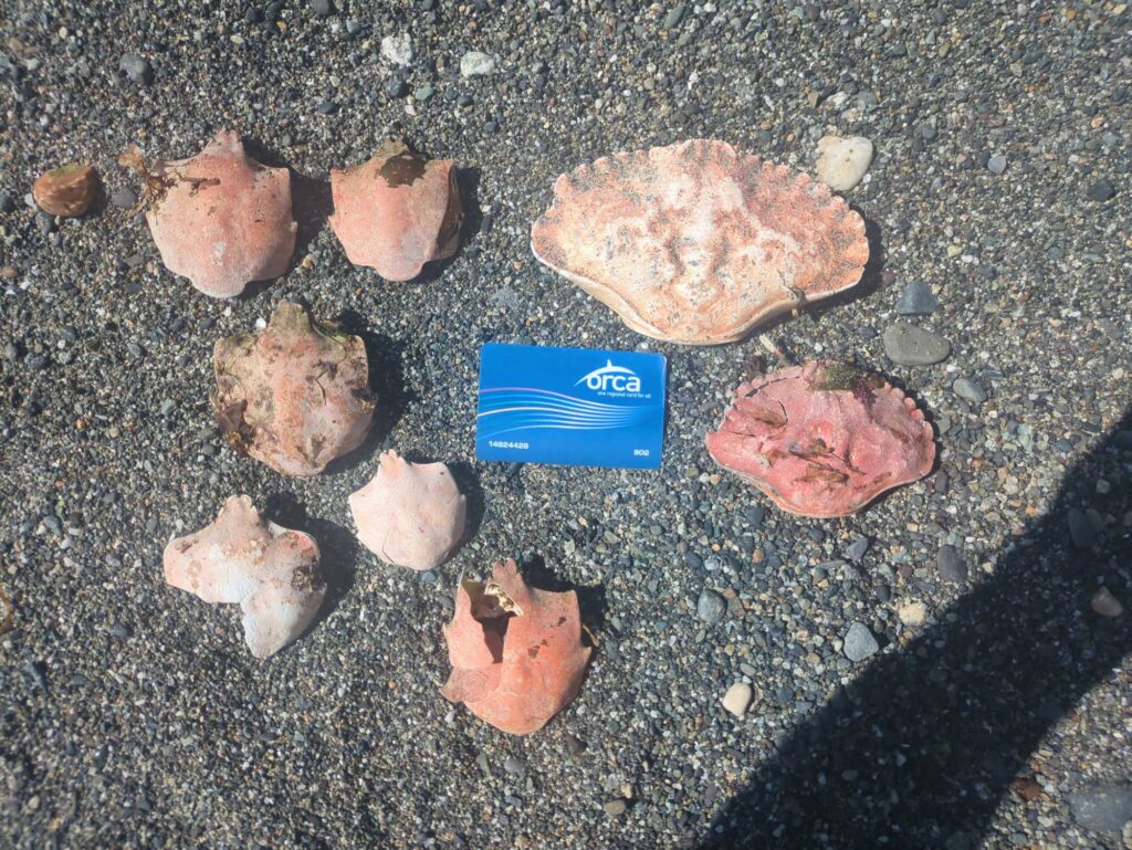 a group of rocks on the ground (MyCoast AI)