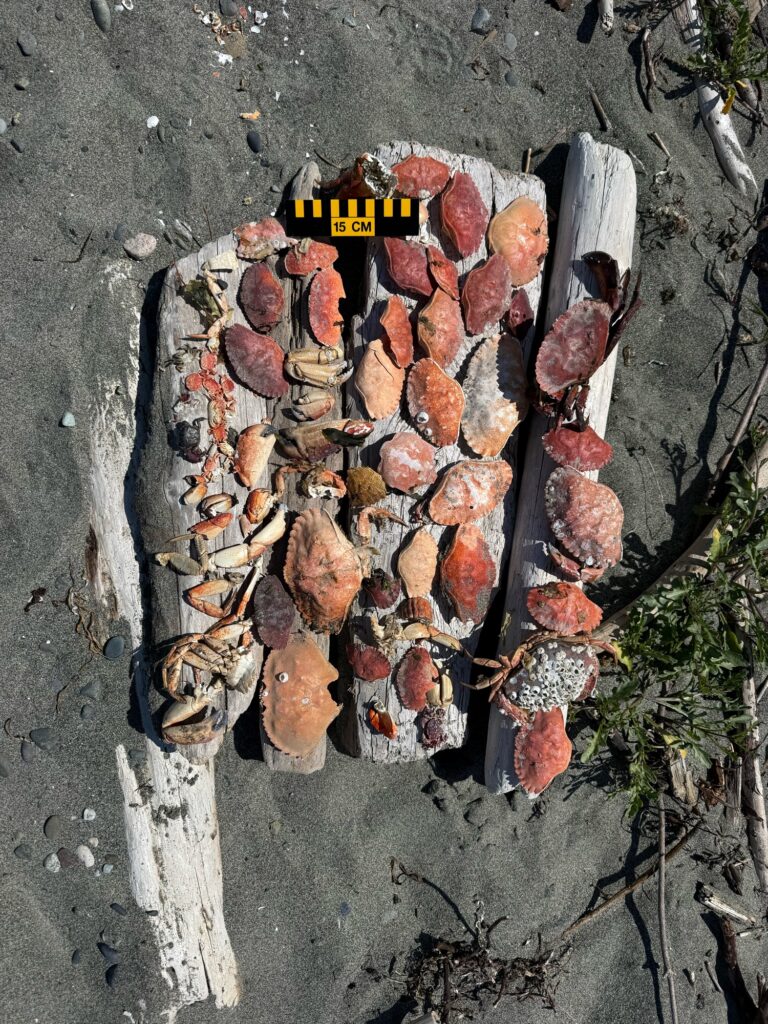 a pile of cut up wood (MyCoast AI)