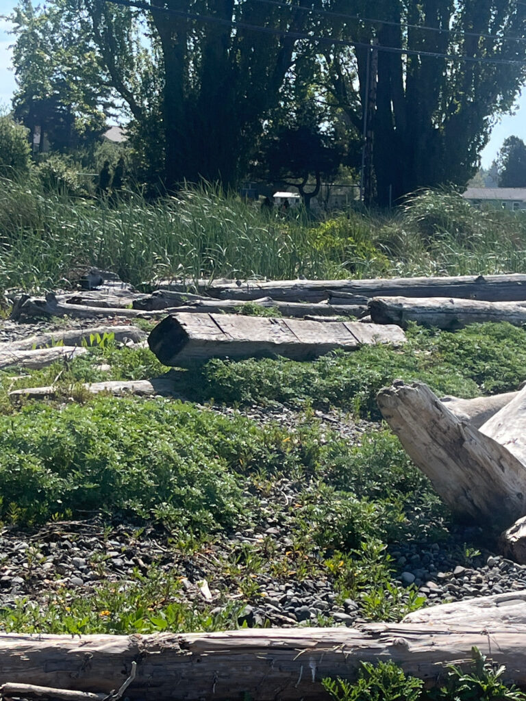 a log in a grassy area (MyCoast AI)