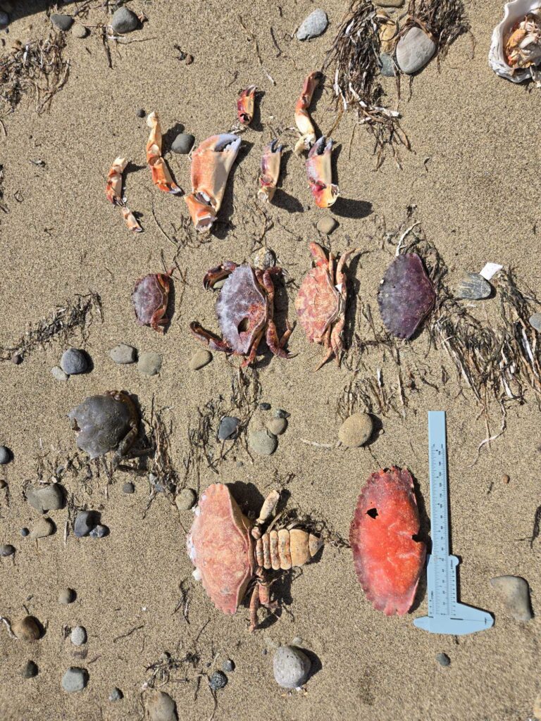 a group of bugs on the ground (MyCoast AI)