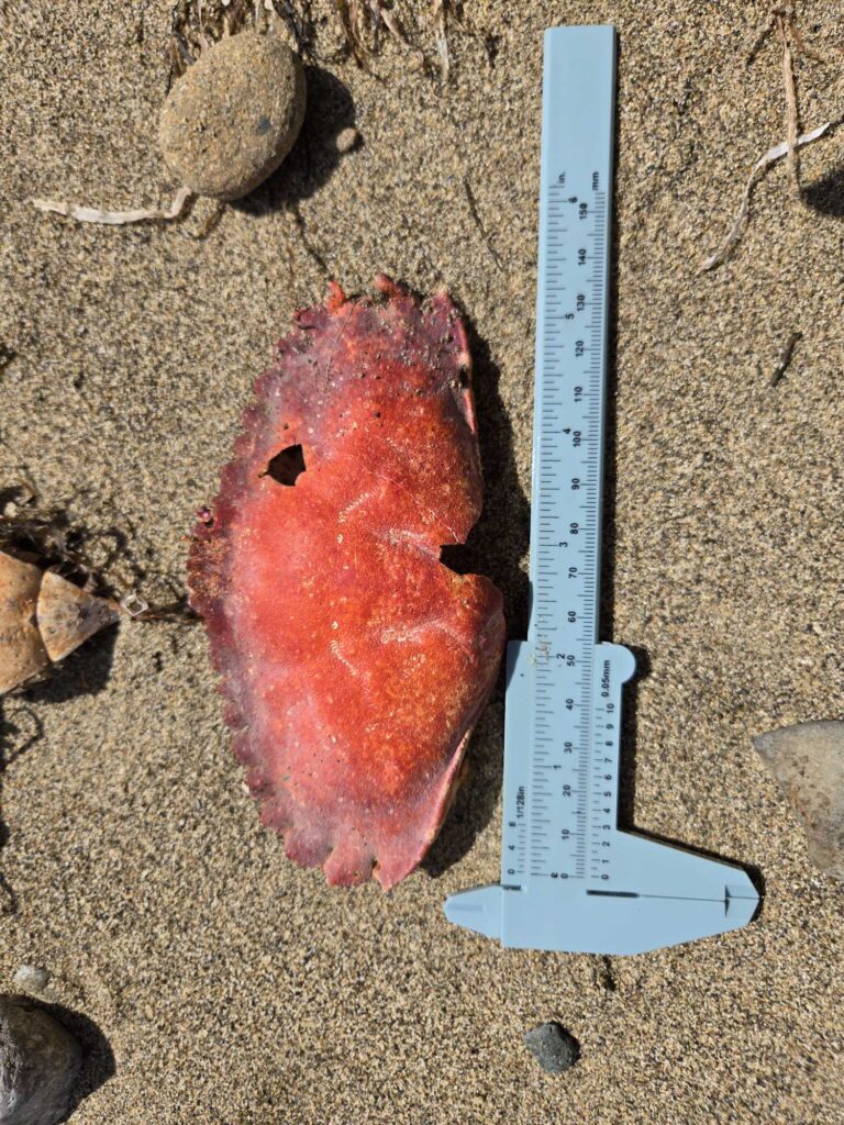 a ruler next to a piece of meat (MyCoast AI)