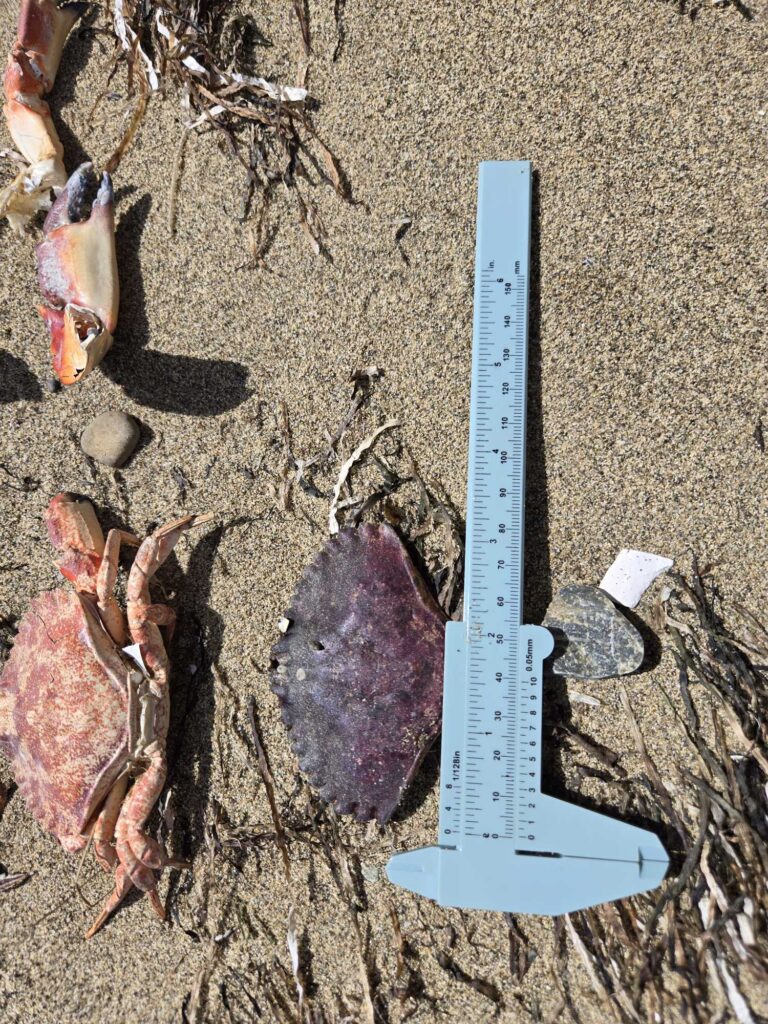 a ruler and a pile of dirt (MyCoast AI)