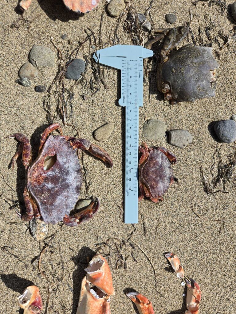 a blue plastic shovel on the ground (MyCoast AI)