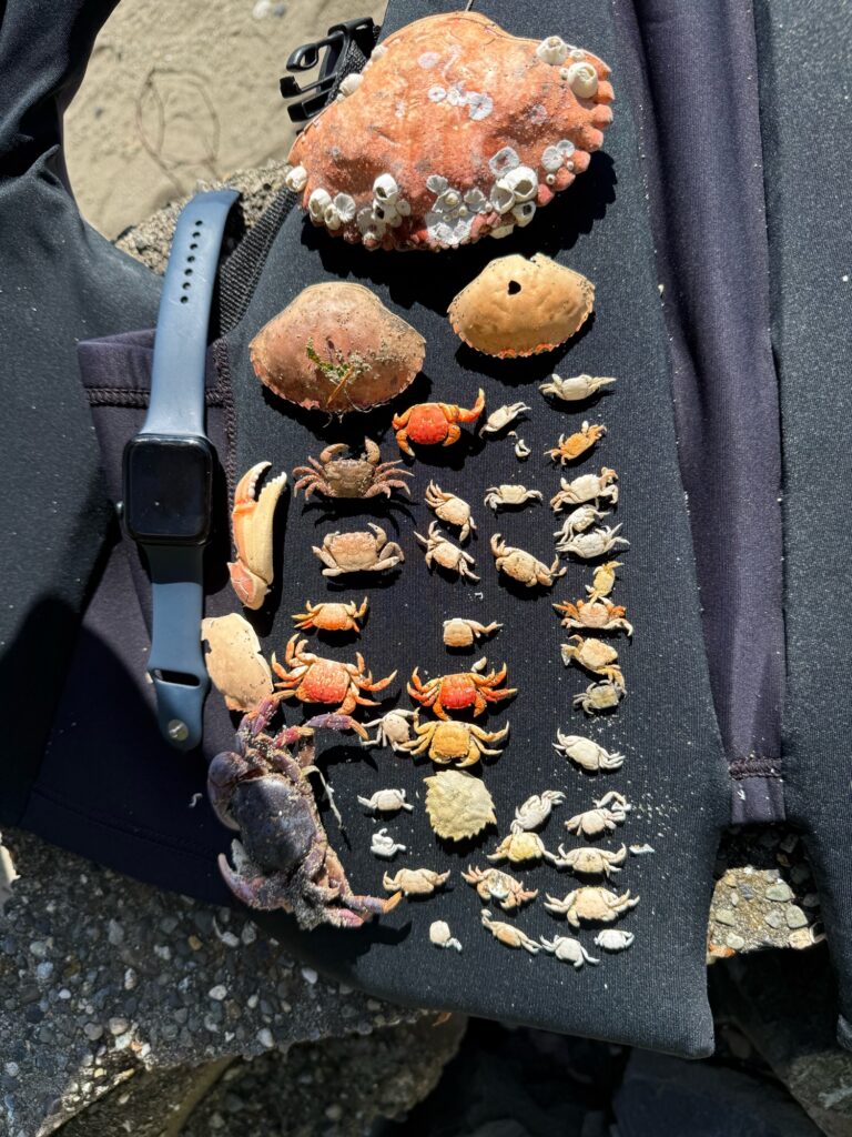 a knife and a pile of mushrooms (MyCoast AI)