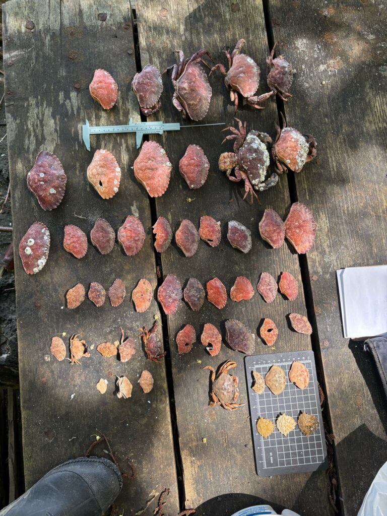 a group of meats on a wooden surface (MyCoast AI)