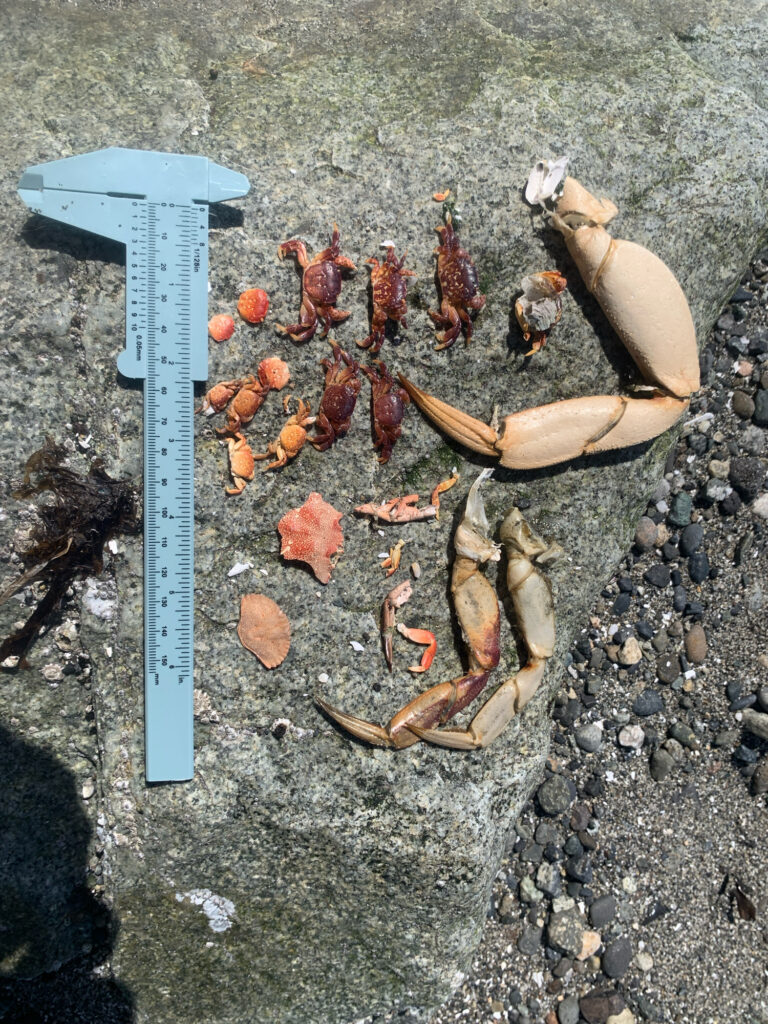 a group of sea shells on a beach (MyCoast AI)