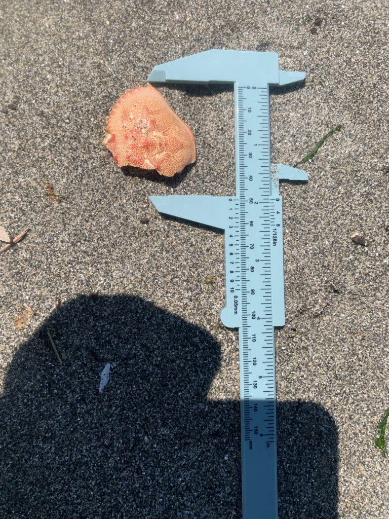 a blue ruler on the ground (MyCoast AI)
