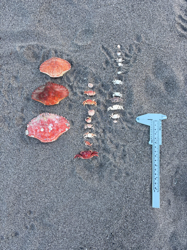 a group of objects on a surface (MyCoast AI)