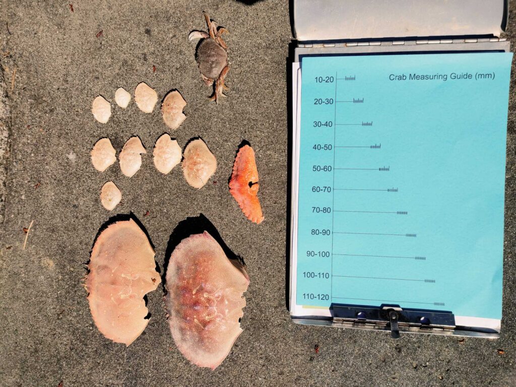 a tablet with a screen and a group of sea shells (MyCoast AI)