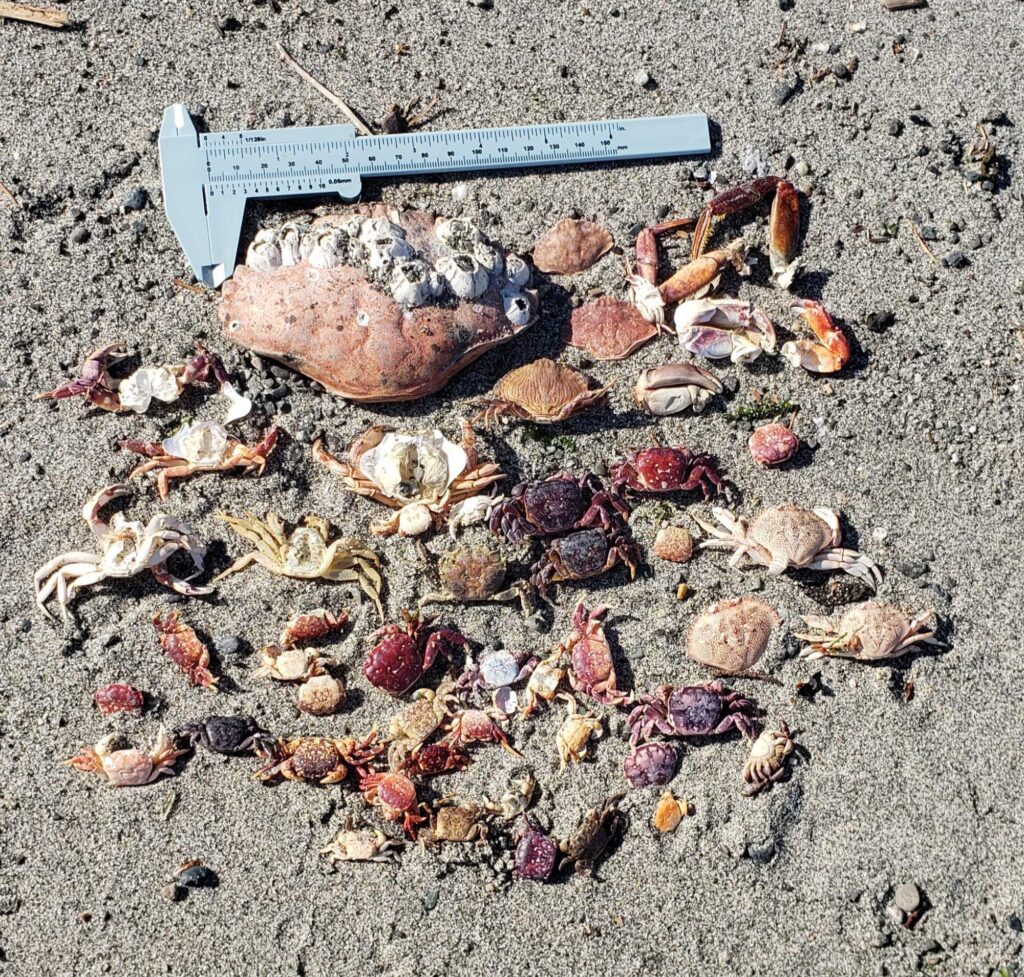 a knife on the ground (MyCoast AI)