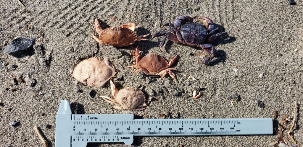 a group of crabs on the sand (MyCoast AI)