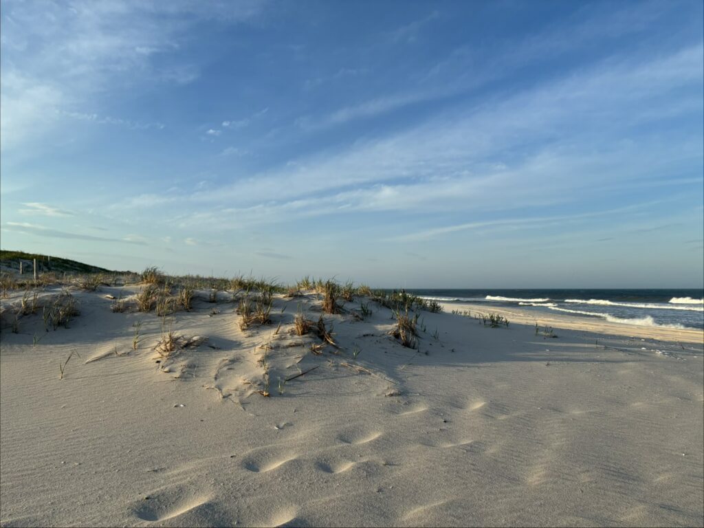a sandy beach with plants and water (MyCoast AI)