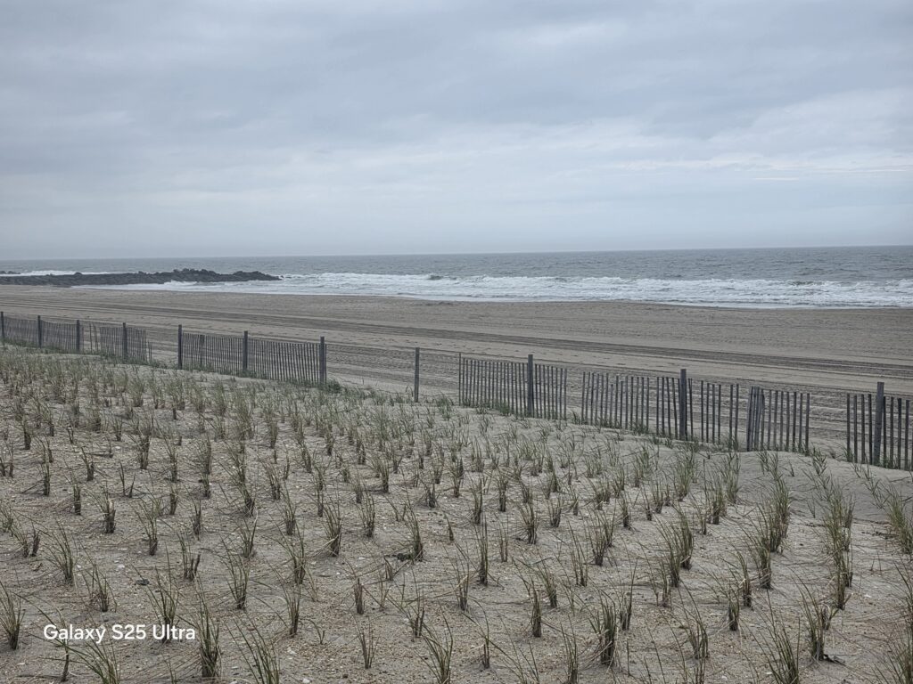 a beach with sand and plants (MyCoast AI)