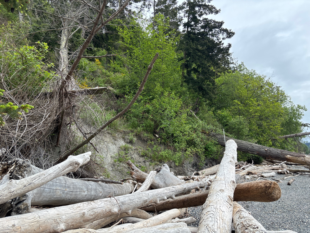 a group of trees and logs (MyCoast AI)