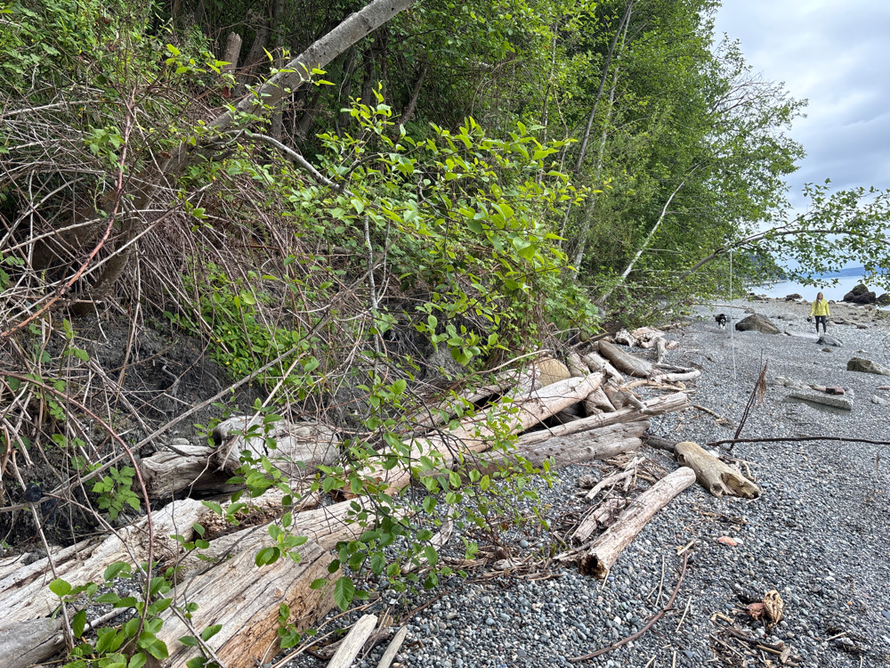 a tree fallen on the beach (MyCoast AI)