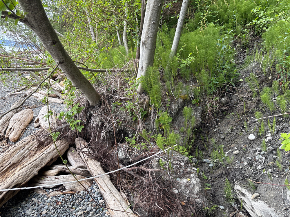 a fallen tree in a forest (MyCoast AI)