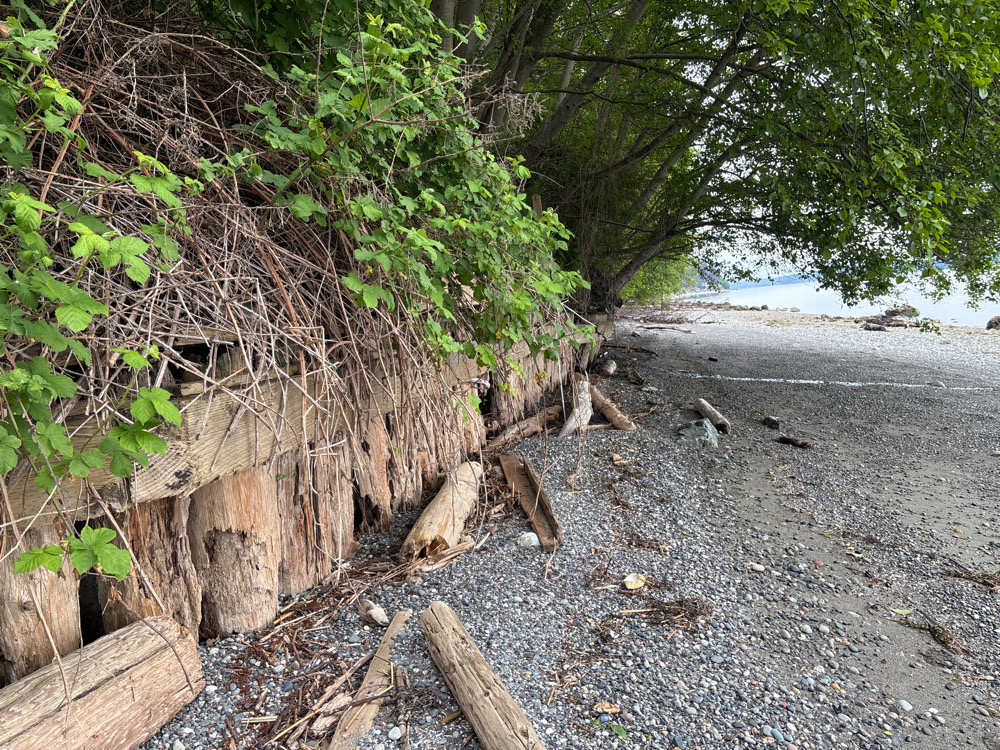 a tree that has fallen on the ground (MyCoast AI)