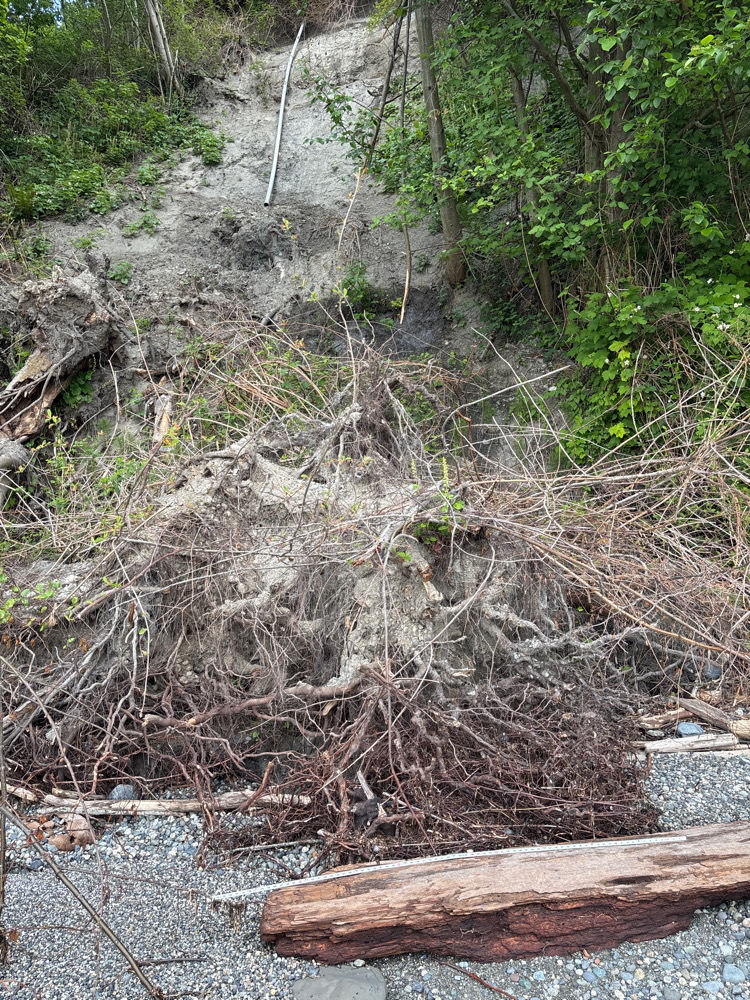 a pile of sticks and branches (MyCoast AI)