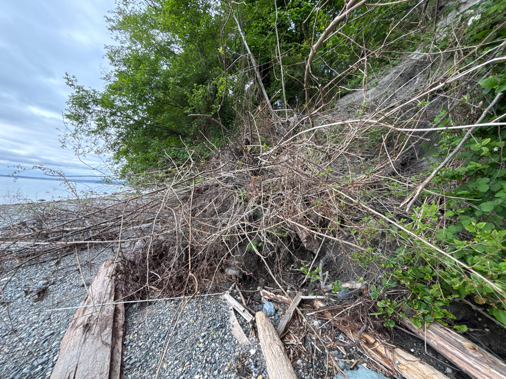 a tree that has fallen (MyCoast AI)