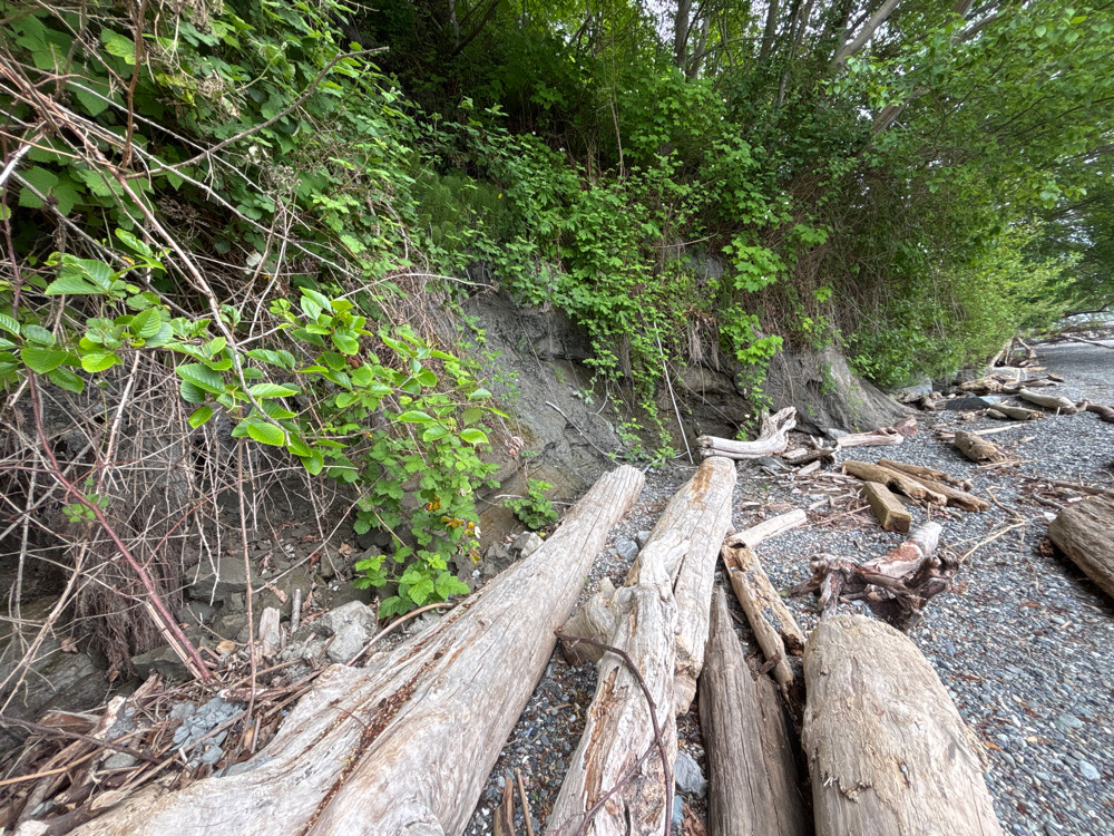 a stream with trees and rocks (MyCoast AI)