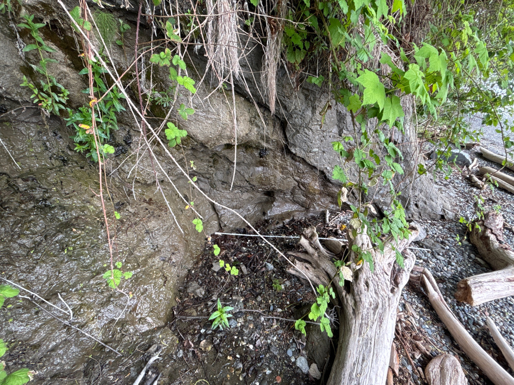 a tree stump with a hole in it (MyCoast AI)