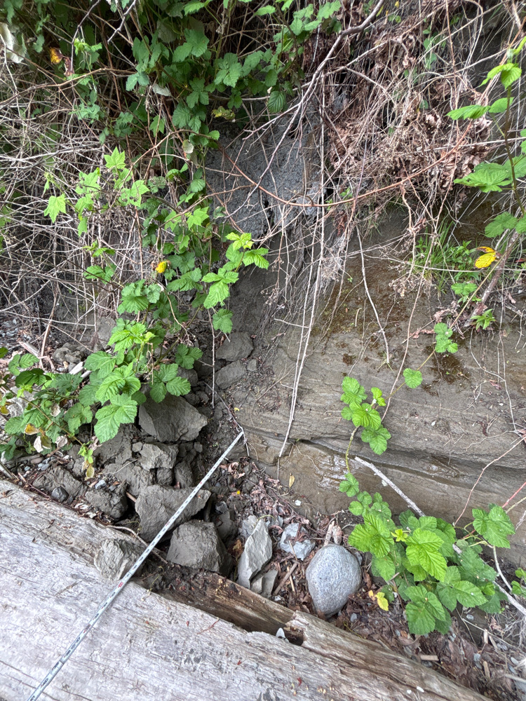 a tree stump with a pipe in it (MyCoast AI)