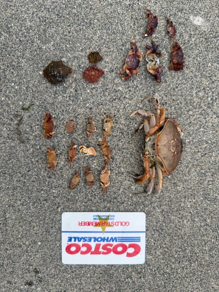 a group of bees on a concrete surface (MyCoast AI)