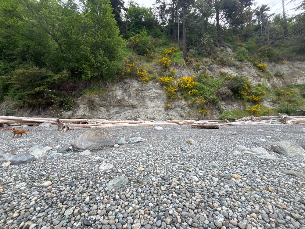 a rocky area with trees and plants (MyCoast AI)