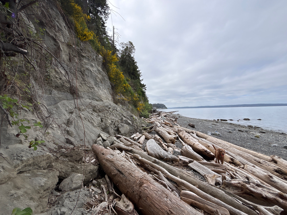 a rocky beach with a large log (MyCoast AI)