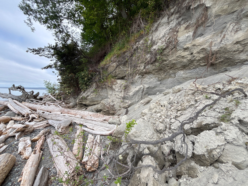 a rocky beach with trees (MyCoast AI)