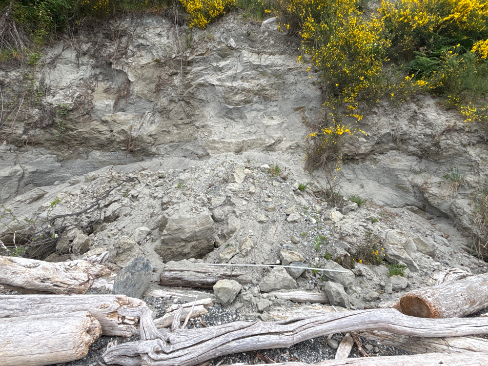 a rocky hillside with yellow flowers (MyCoast AI)