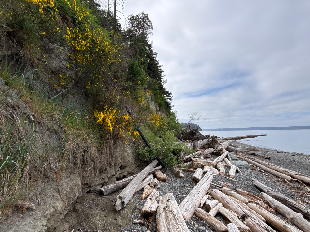 a pile of logs on a beach (MyCoast AI)