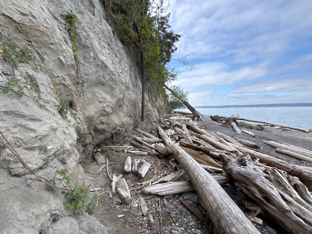 a rocky beach with a large tree (MyCoast AI)