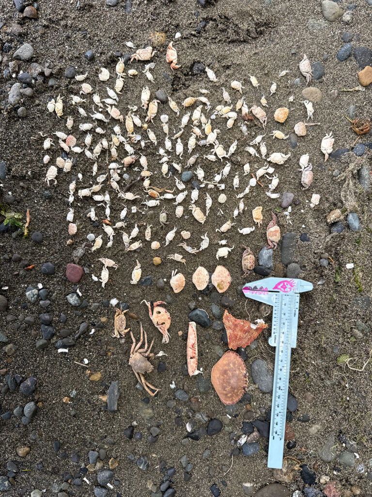 a shovel on the ground (MyCoast AI)