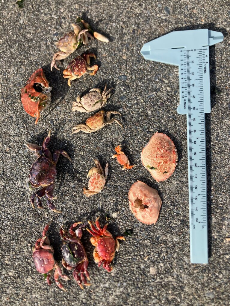 a group of bugs on the ground (MyCoast AI)