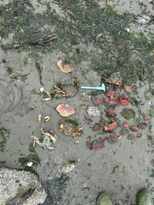 Lopez Island, WA