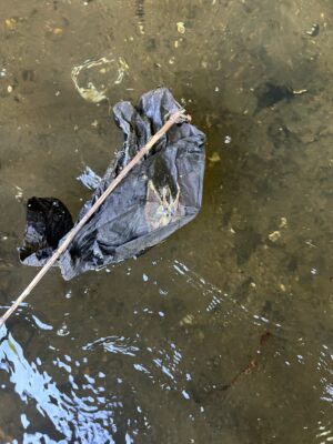 Bronx County, NY